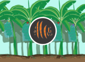 Fusarium FocR4T